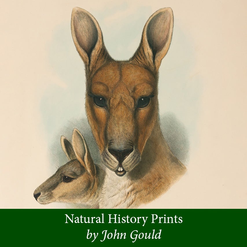 Natural History Prints by John Gould