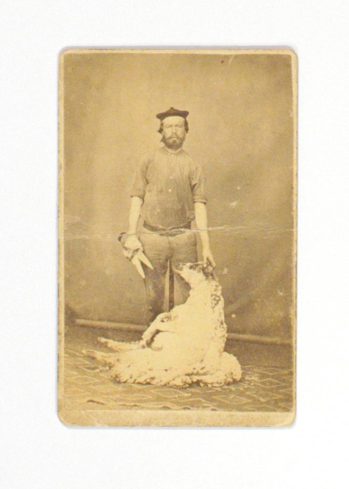 Item #102463 An albumen paper carte de visite photograph of a shearer caught in the act. Portrait of a. Shearer.