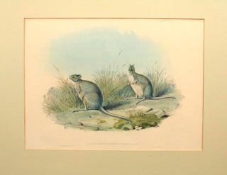 Item #104276 Lagorchestes conspicillata [Spectacled Hare-Wallaby]. John GOULD, England and Australia