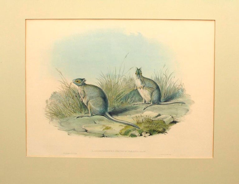 Item #104276 Lagorchestes conspicillata [Spectacled Hare-Wallaby]. John GOULD, England and Australia.