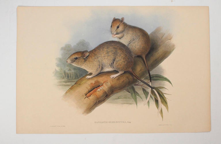 Item #104283 Hapalotis hemileucura [Brush-tailed Rabbit-rat]. John GOULD, England and Australia.