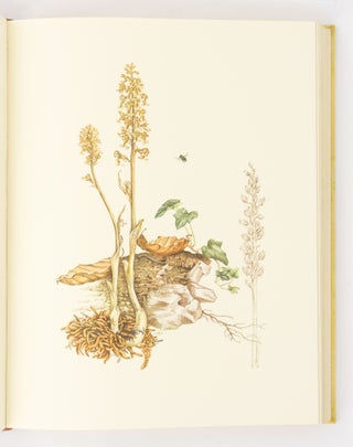 Orchidaceae... Plates drawn by Mary A. Grierson