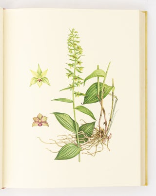 Orchidaceae... Plates drawn by Mary A. Grierson