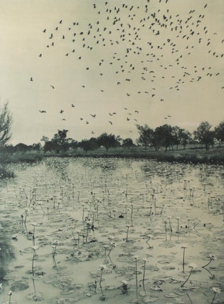 Item #106024 'Haunt of the Wild Duck' [Northern Territory, Australia, 1914]. A vintage...