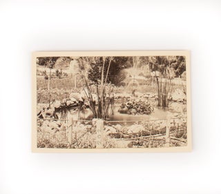 Item #106714 'Botanical Gardens, Adelaide, South Australia'. A nineteenth-century photograph of a...