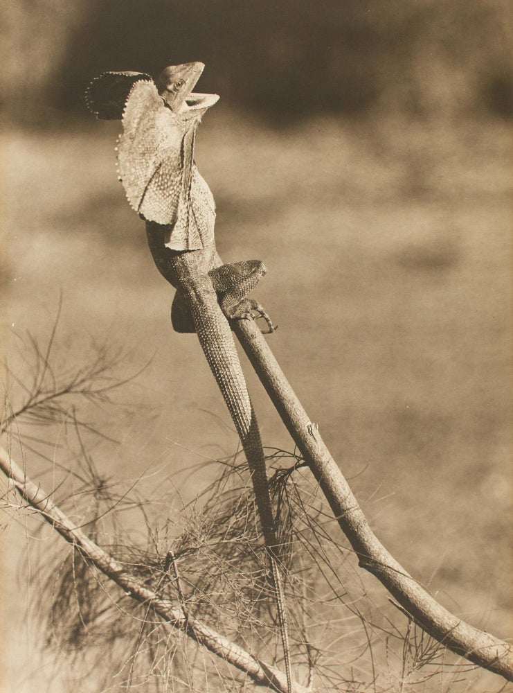 Item #108642 'Frilled Lizard' [a vintage sepia-toned carbon print on the original flush-cut thick card mount]. Frank HURLEY.