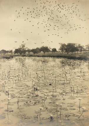 Item #108645 'Haunt of the Wild Duck' [Northern Territory, Australia, 1914]. A vintage...