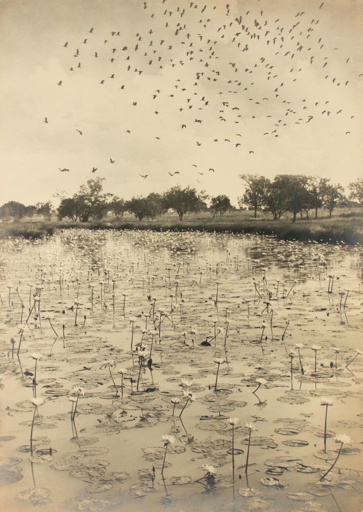 Item #108645 'Haunt of the Wild Duck' [Northern Territory, Australia, 1914]. A vintage sepia-toned gelatin silver photograph (610 × 438 mm) mounted on the original flush-cut thick cardboard. Frank HURLEY.