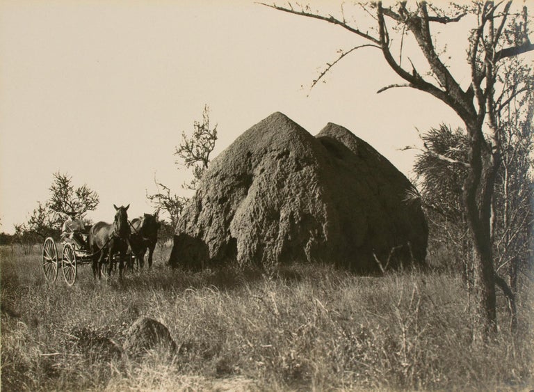 Item #108651 'A Monster Anthill' [Northern Territory, Australia, 1914]. Frank HURLEY.