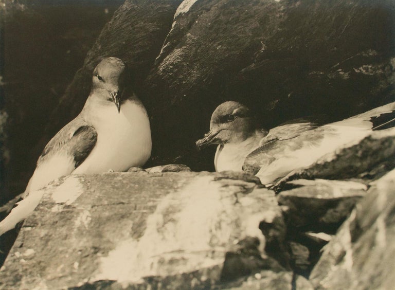 Item #108653 'Antarctic Petrels on the Nest, Cape Hunter'. Australasian Antarctic Expedition, Frank HURLEY.
