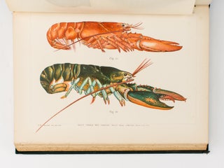 Item #109281 The American Lobster. A Study of its Habits and Development. [Contained in]...