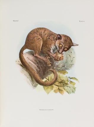 Item #109283 A Review of the Primates [Monograph Series Number 1, complete in three volumes]....