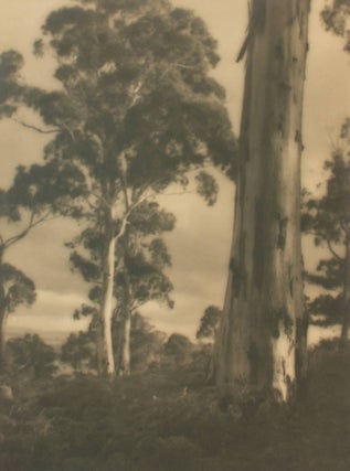 'Mountain Gums'. A vintage gelatin silver photograph (visible image size 233 × 174 mm. John KAUFFMANN.
