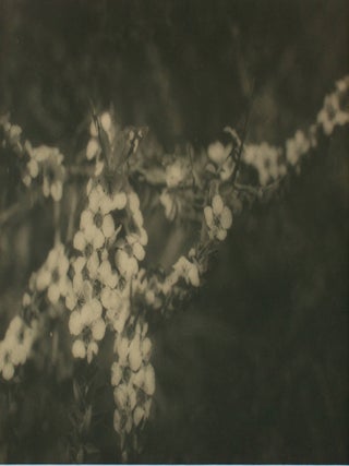 Item #109722 'The Lotus Eater'. A vintage gelatin silver photograph (visible image size 208 ×...