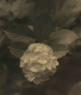 Hydrangea #2. A vintage gelatin silver photograph (visible image size 290 × 220 mm. John KAUFFMANN.