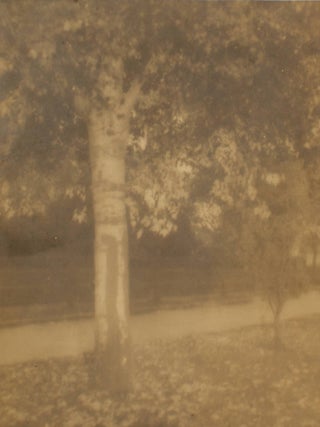 Item #109731 'Golden Autumn'. A vintage gelatin silver photograph (visible image size 181 × 144...