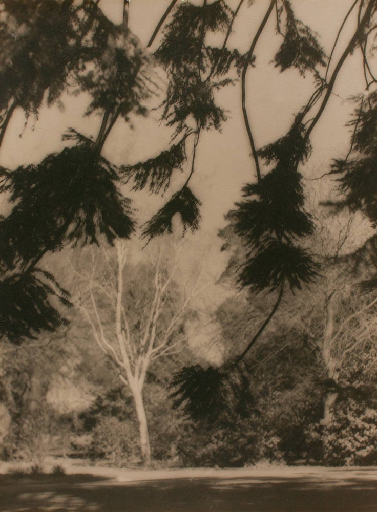 Item #109736 Parklands. A vintage gelatin silver photograph (float-mounted, image size 295 × 222 mm) on the original mount (circa 1910s). John KAUFFMANN.