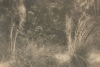 Item #109742 Grass. A vintage gelatin silver photograph (visible image size 143 × 213 mm). John...