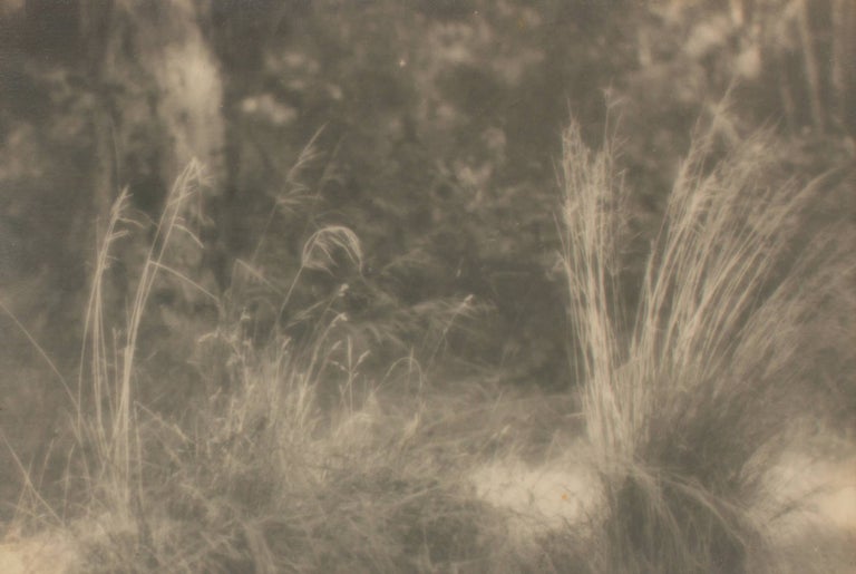 Item #109742 Grass. A vintage gelatin silver photograph (visible image size 143 × 213 mm). John KAUFFMANN.