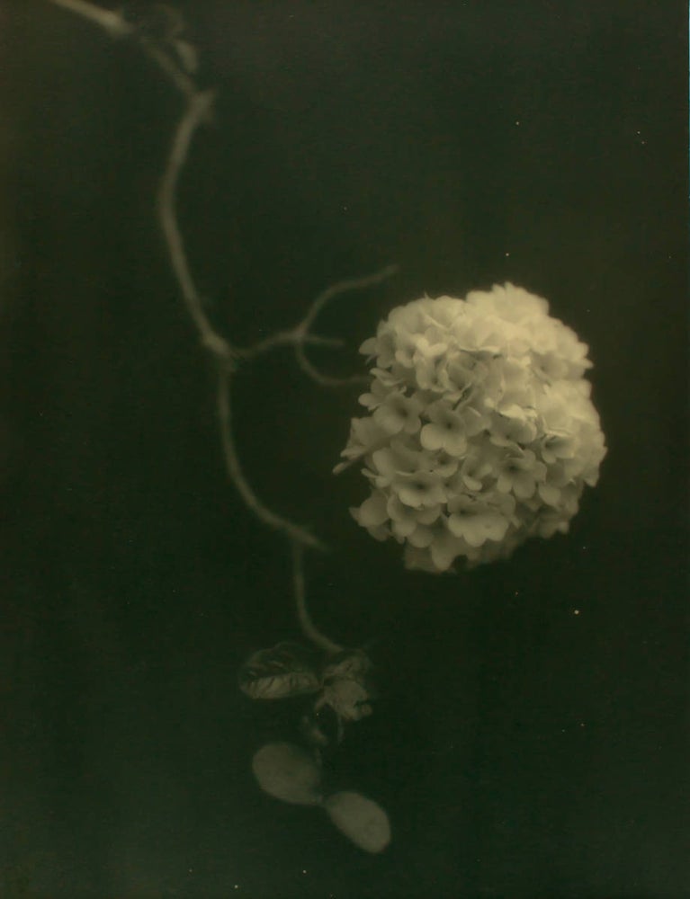 Item #109744 'Hydrangea'. A vintage gelatin silver photograph (visible image size 275 × 233 mm) on the original mount. John KAUFFMANN.