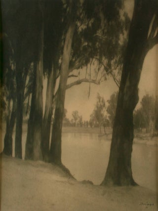 Item #109747 Riverbank Gums. A vintage gelatin silver photograph (visible image size 175 × 237...