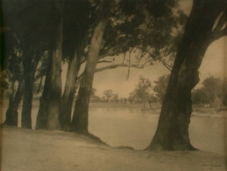 Riverbank Gums. A vintage gelatin silver photograph (visible image size 175 × 237 mm. John KAUFFMANN.