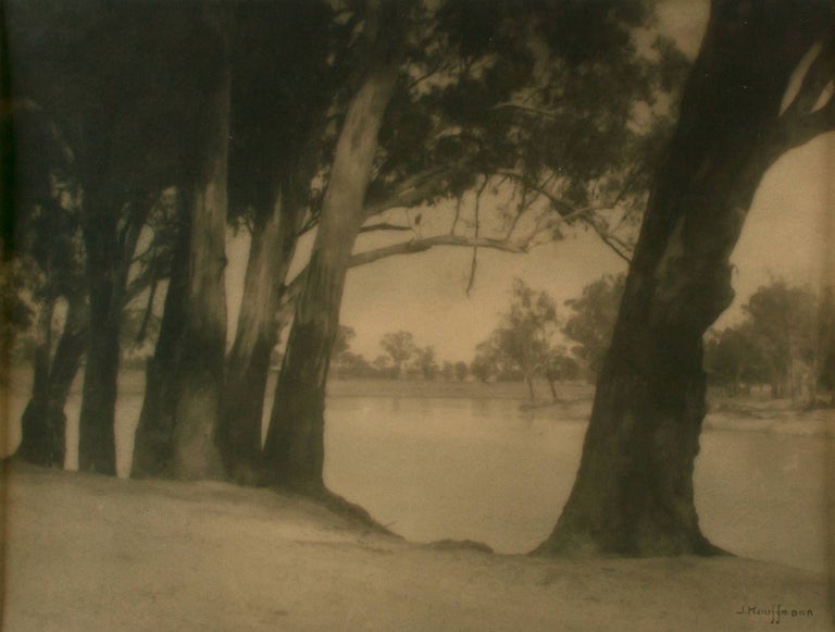 Item #109747 Riverbank Gums. A vintage gelatin silver photograph (visible image size 175 × 237 mm). John KAUFFMANN.