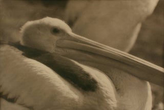 Item #109748 'Pelican'. A vintage gelatin silver photograph (visible image size 201 × 301 mm) on...