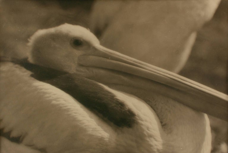 Item #109748 'Pelican'. A vintage gelatin silver photograph (visible image size 201 × 301 mm) on the original mount. John KAUFFMANN.