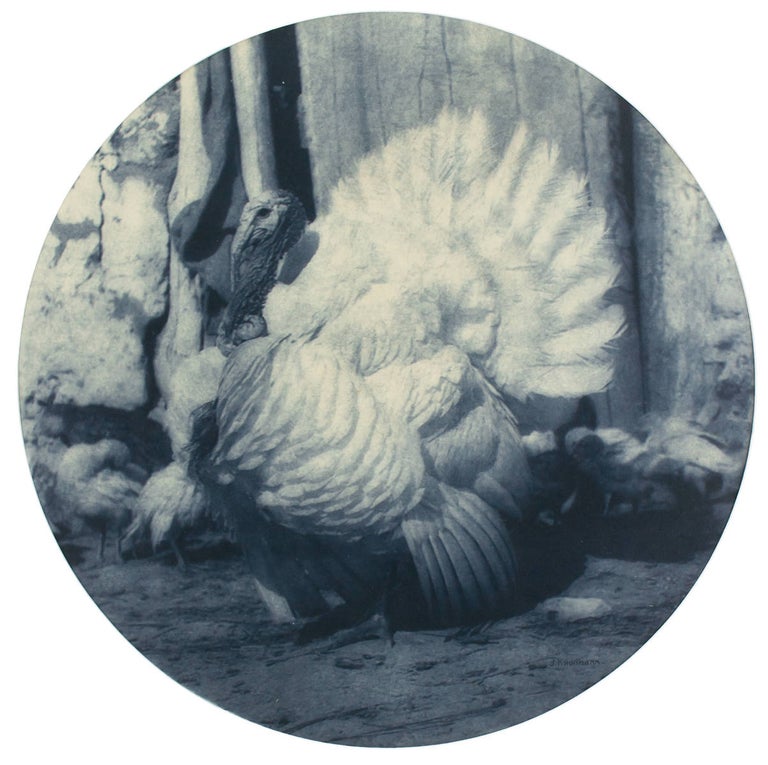 Item #109750 'The Turkey'. A vintage carbon print (visible image size, a 290 mm diameter circle) on the original paper mount [circa 1910]. John KAUFFMANN.
