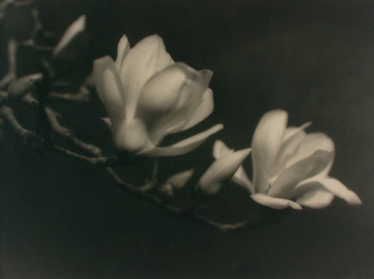 Item #109756 'Japanese Magnolia'. A vintage gelatin silver photograph (visible image size 266 × 356 mm) on the original mount. John KAUFFMANN.