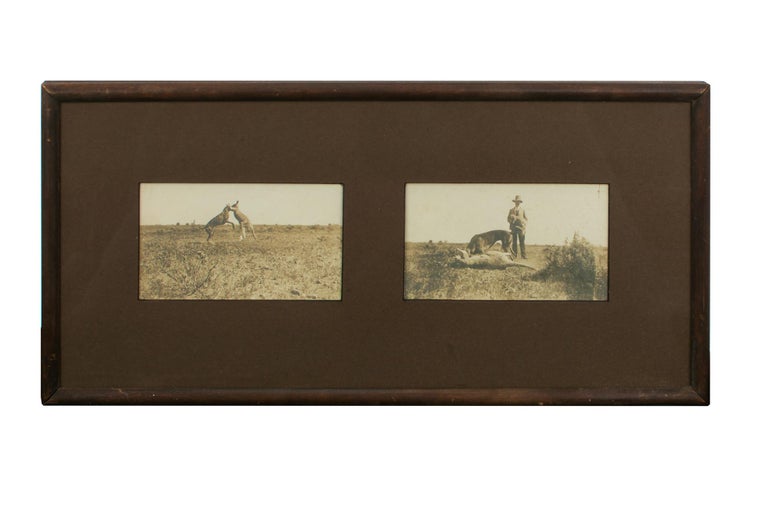 Item #110041 An extraordinary pair of snapshot photographs of a fight to the death between a large kangaroo and an even larger kangaroo dog. Kangaroo Dog.