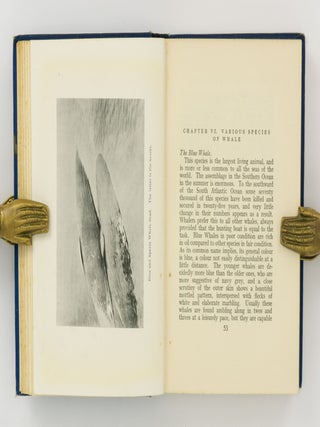 Whaling in the Antarctic