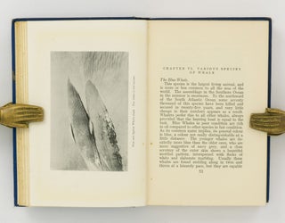 Whaling in the Antarctic