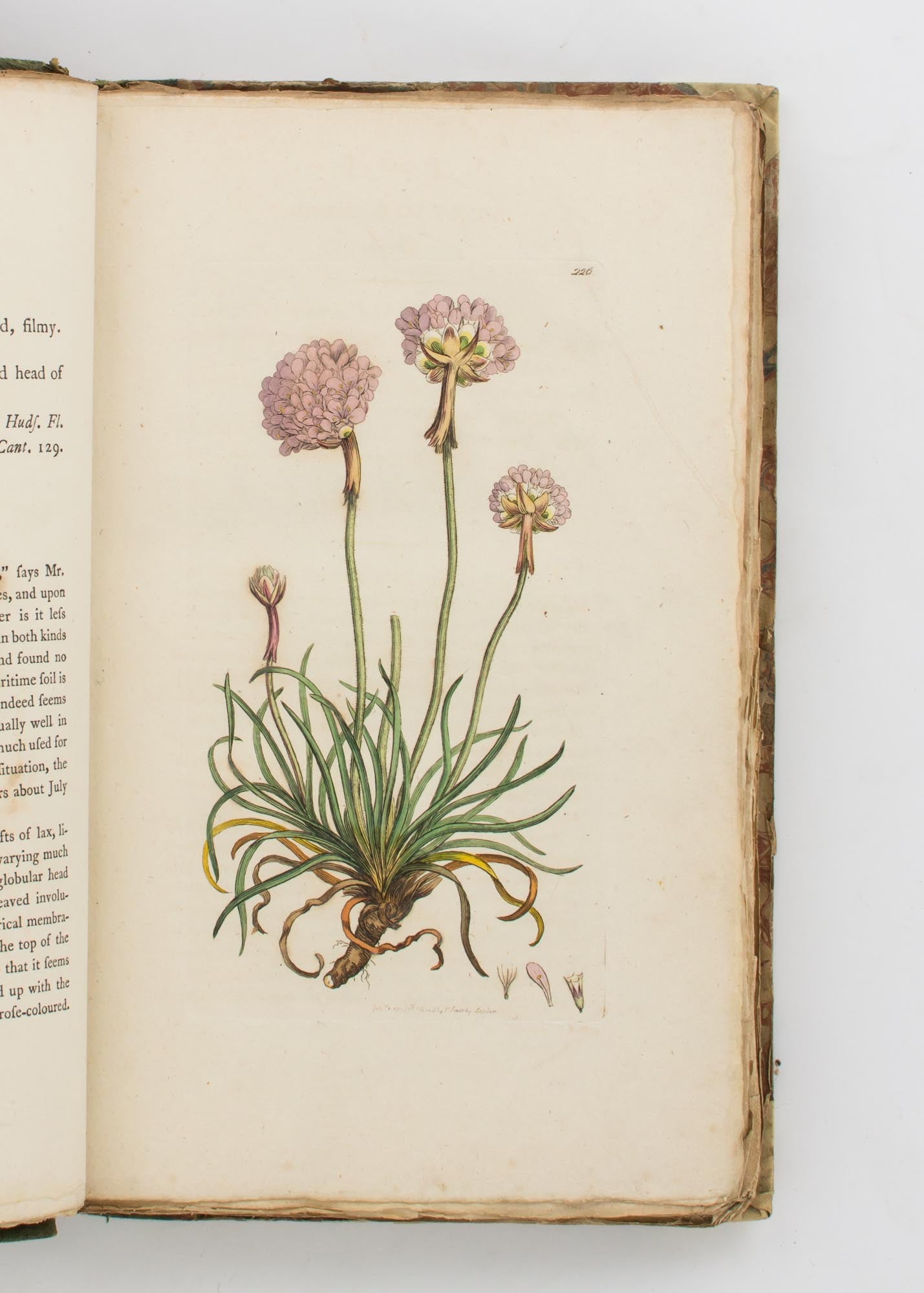 English Botany, or, Coloured Figures of British Plants ... Volume IV |  James SOWERBY, Sir Edward SMITH