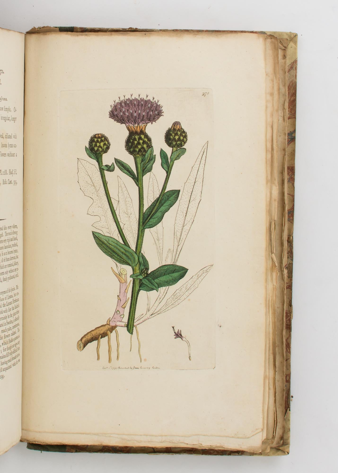 English Botany, or, Coloured Figures of British Plants ... Volume IV |  James SOWERBY, Sir Edward SMITH