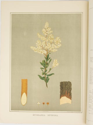 The Forest Flora of South Australia