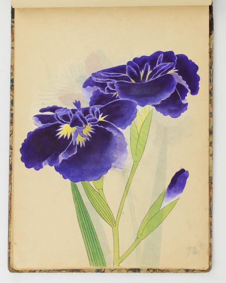 Item #112986 A superb catalogue from the Yokohama Nursery Company, containing 143 full-page hand-coloured plates of Japanese lilies, irises and maples. Japanese Plant Nursery Catalogue.