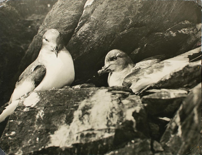Item #114975 'Antarctic Petrels on the Nest, Cape Hunter'. Australasian Antarctic Expedition, Frank HURLEY.
