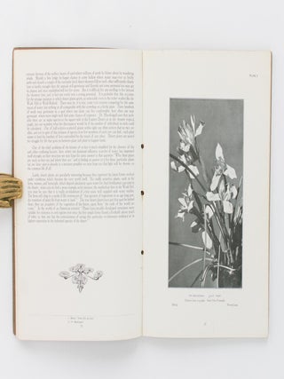 Some Desert Flowers collected near Cairo