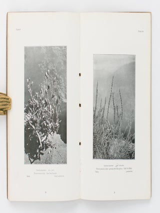 Some Desert Flowers collected near Cairo