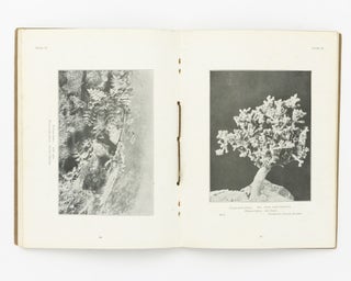 Some Desert Flowers collected near Cairo