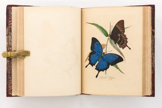 Item #122097 Natural History of the Insects of India ... A New Edition, brought down to the...