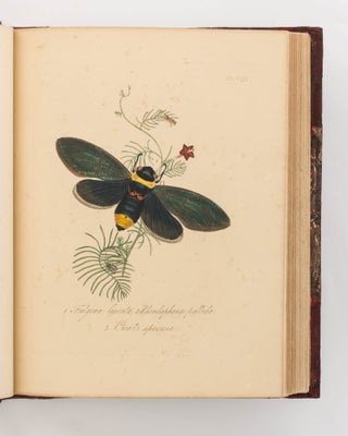 Natural History of the Insects of India ... A New Edition, brought down to the present state of the Science ... by J.O. Westwood