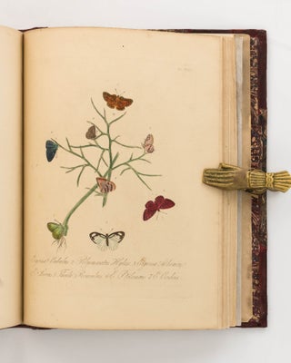 Natural History of the Insects of India ... A New Edition, brought down to the present state of the Science ... by J.O. Westwood