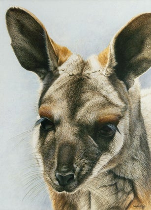 Item #122540 An original painting of a yellow-footed rock wallaby. Rosemary Woodford GANF