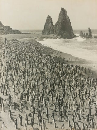 Item #122909 'The Nugget Penguin Rookery'. Australasian Antarctic Expedition, Frank HURLEY