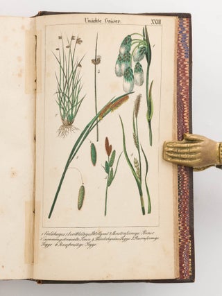 Rebau's Naturgeschichte für die deutsche Jugend