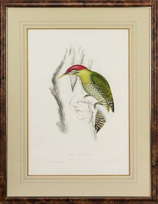 Item #124106 Picus squamatus [Scaly-bellied Woodpecker]. John GOULD, Elizabeth GOULD