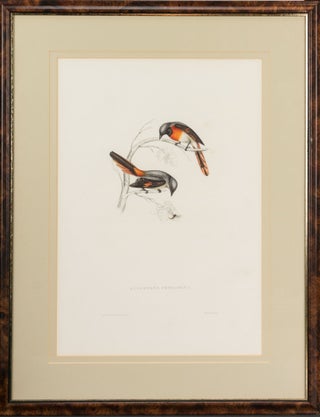 Item #124110 Muscepeta peregrina [actually Phaenicornis peregrina] [Fly-catcher]. John GOULD,...